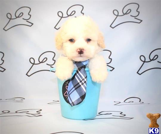 lvpuppyheaven Picture 3
